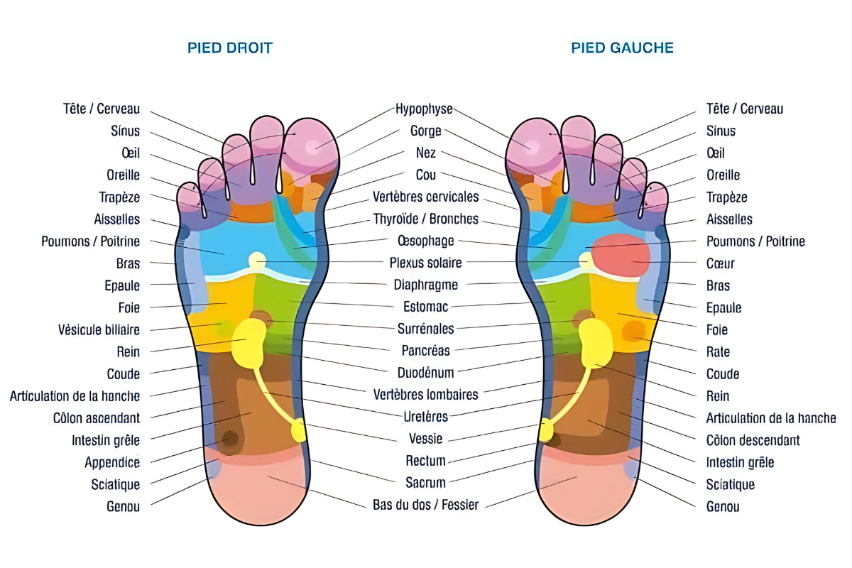 la réflexologie